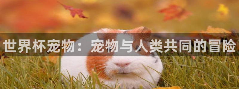 世界杯球队排名：世界杯宠物：宠物与人类共同的冒险
